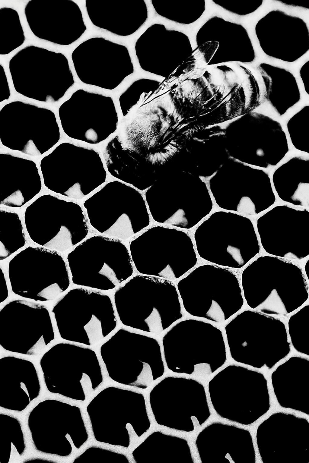 illustration apiculture