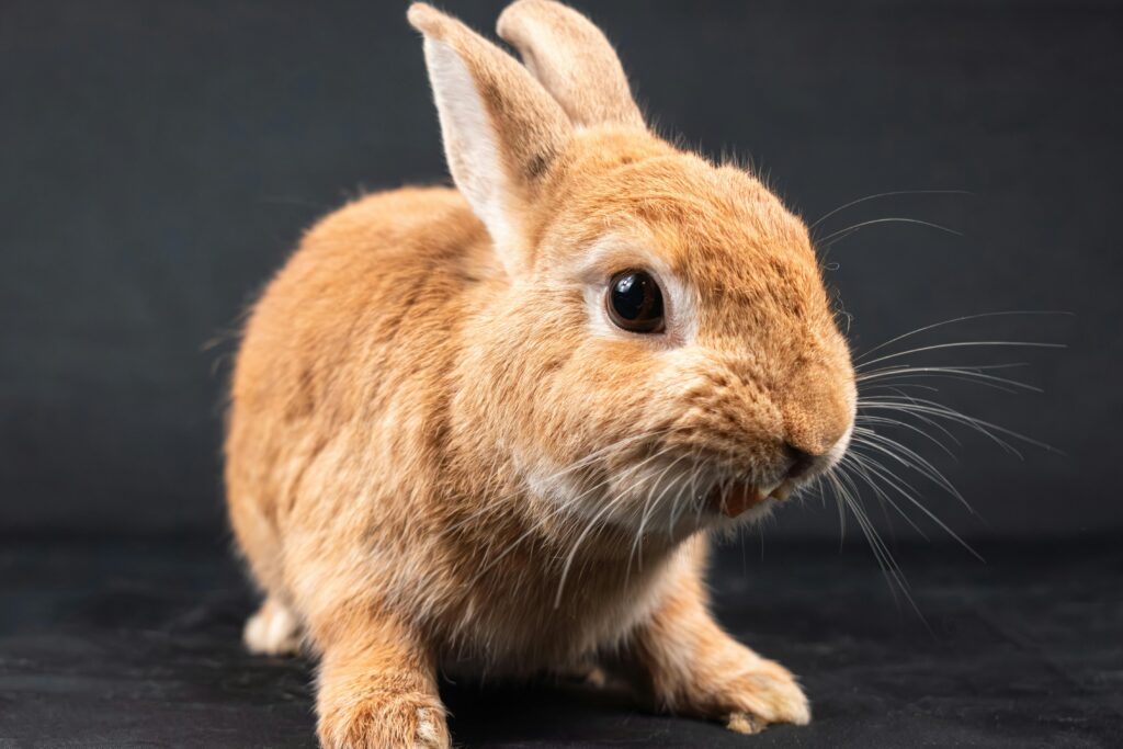Adorable brown rabbit in a studio setting on a dark background.